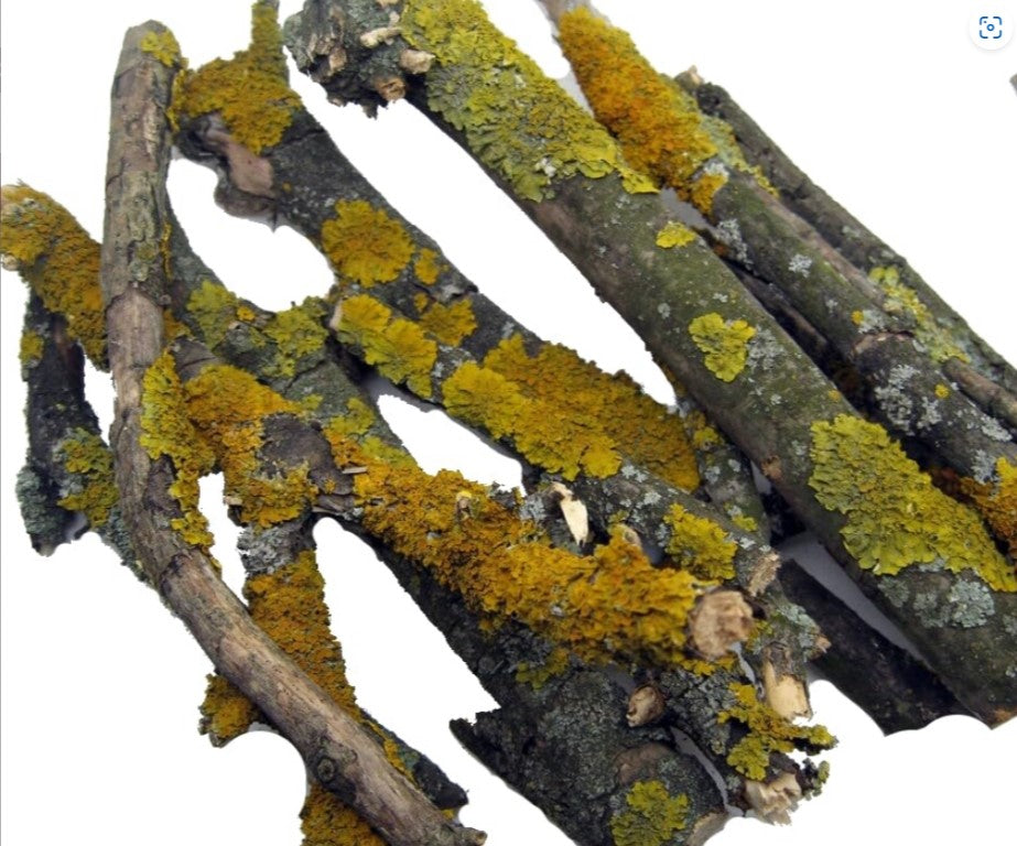 Äste mit Flechten 300g