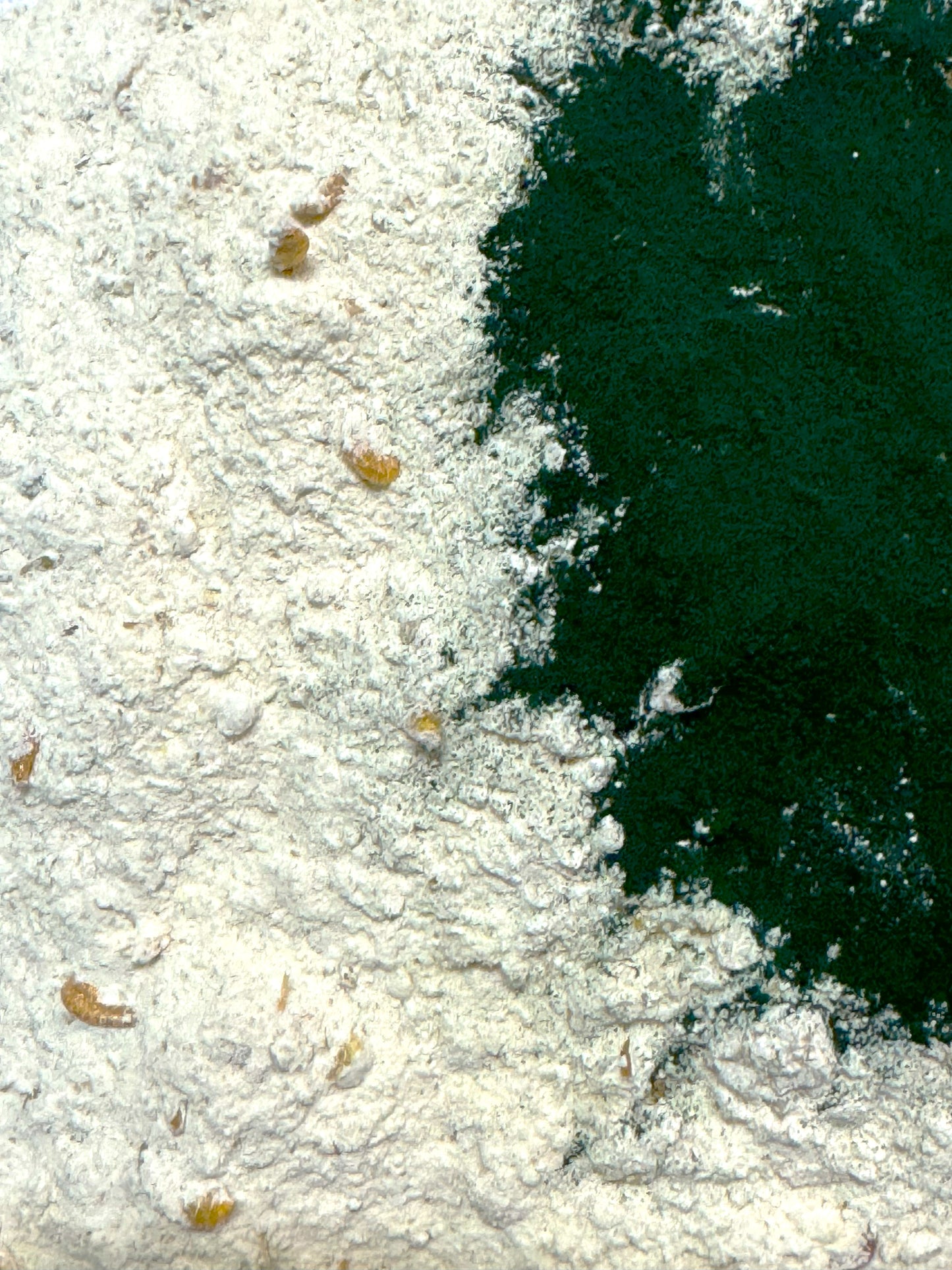 Kris Buckleys Original Schneckenboost mit Spirulina
