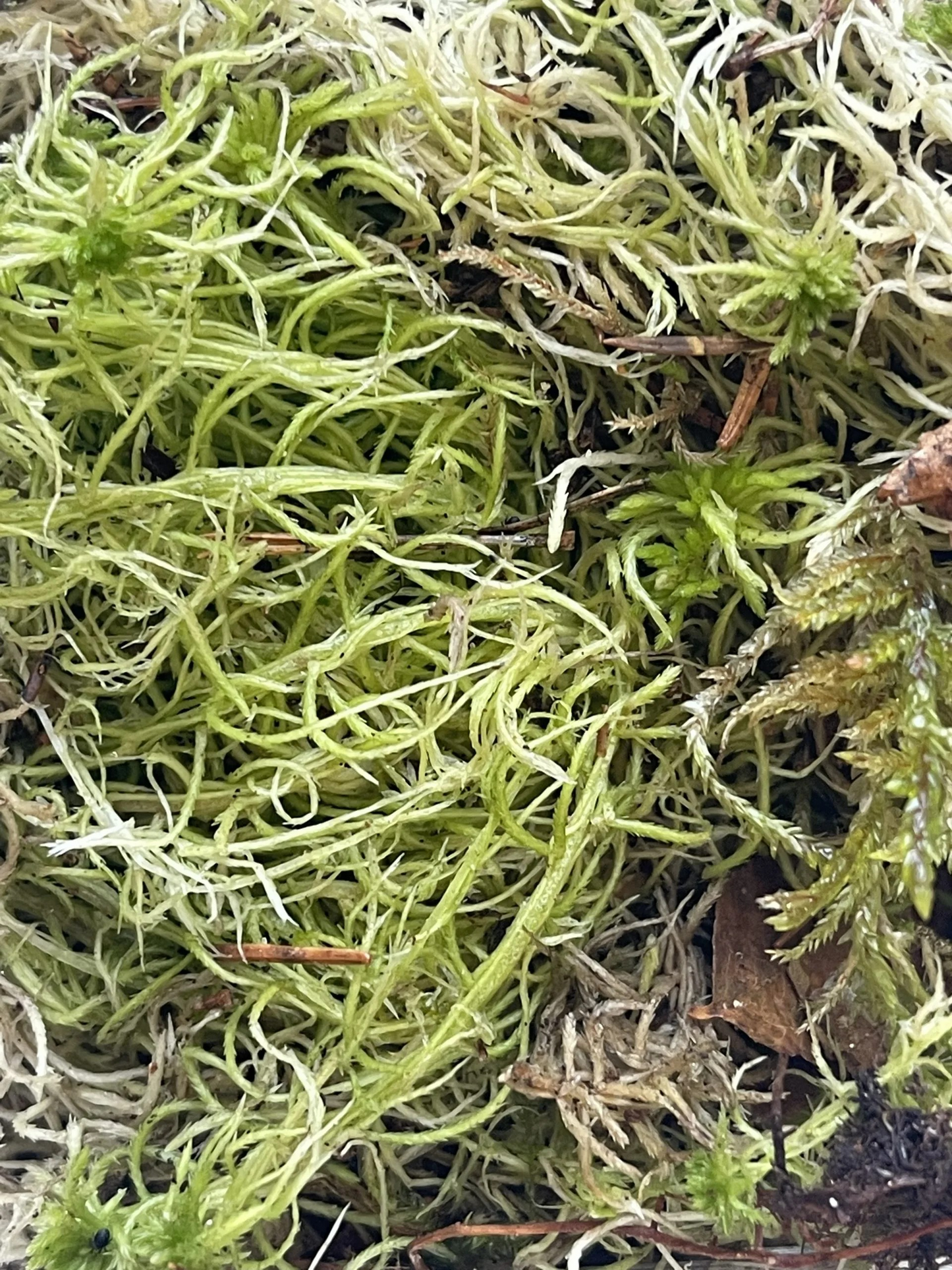 Sphagnum Moos lebend 1 Liter