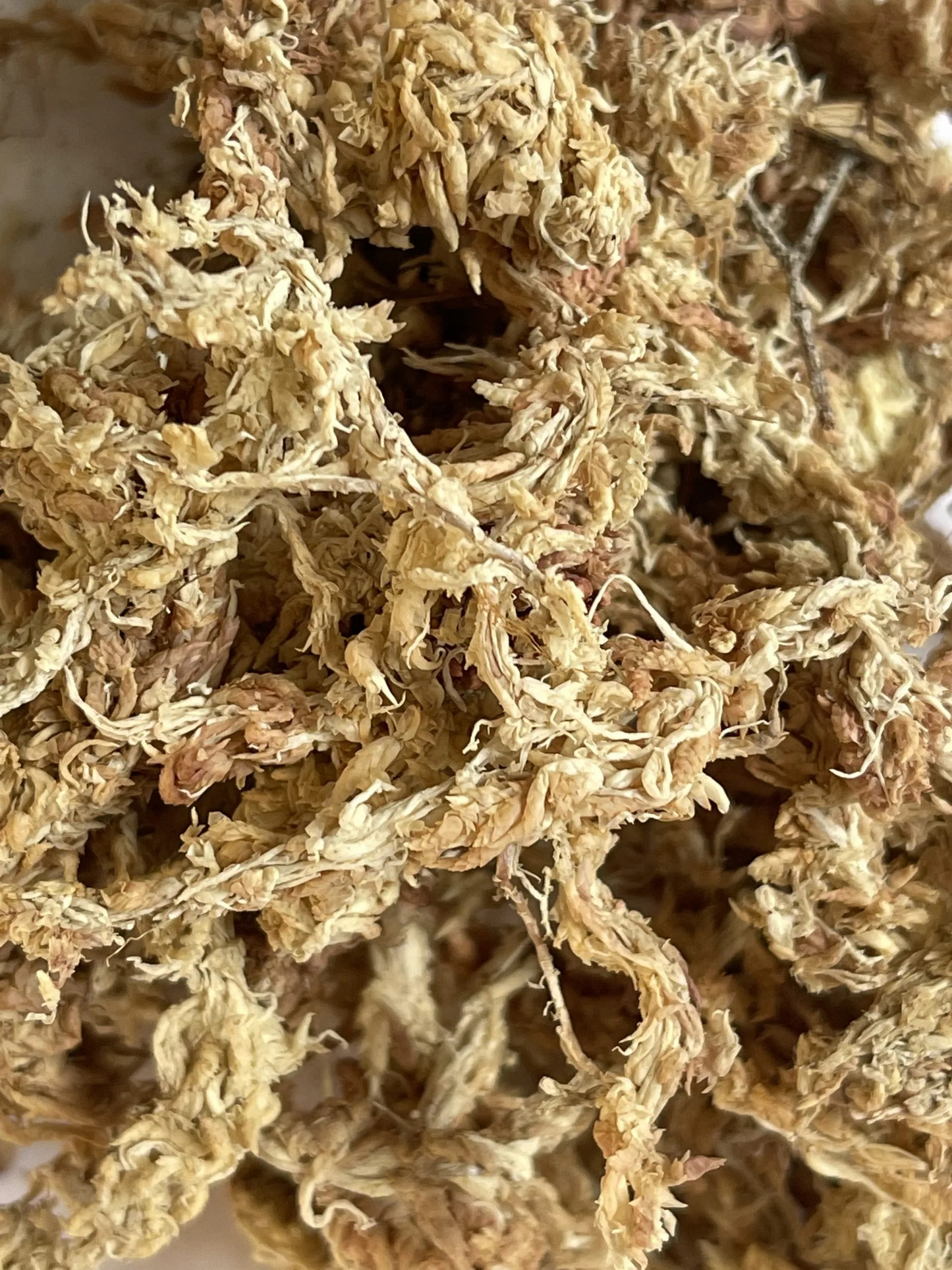 Sphagnum Moos getrocknet 50g