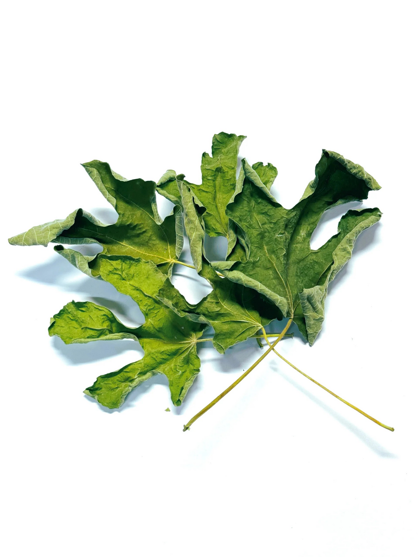 Feigenblätter 10g