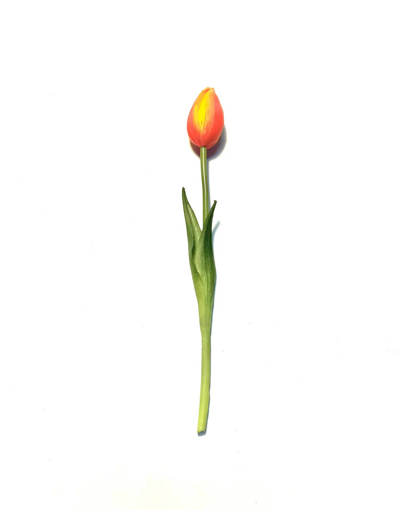 Tulpe 24cm