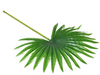 Palmblatt Grün 40cm