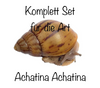 Komplettset für die Art Achatina Achatina