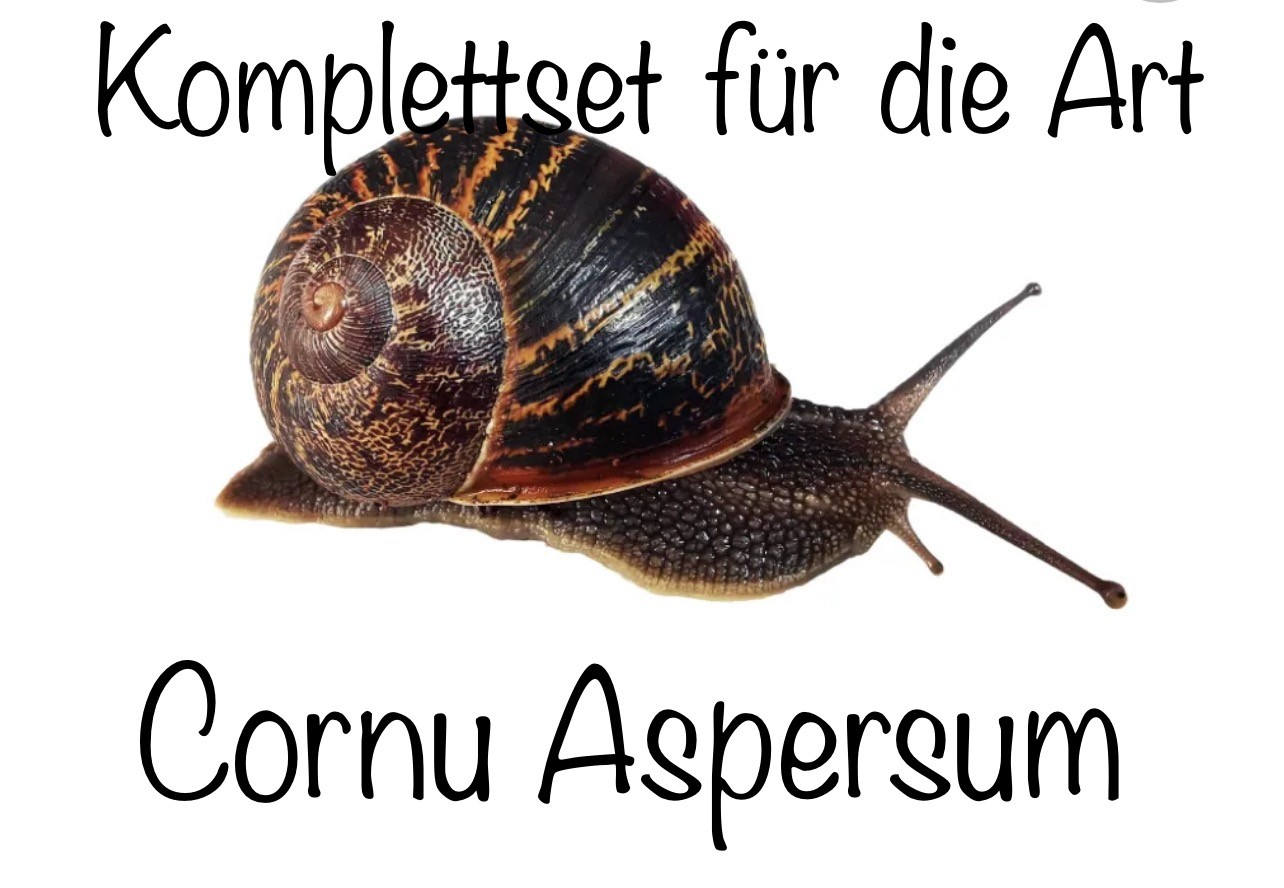 Komplettset für die Art Archachatina Cornu Aspersum Terrarienhaltung