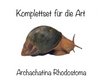 Komplettset für die Art Archachatina Rhodostoma Terrarienhaltung