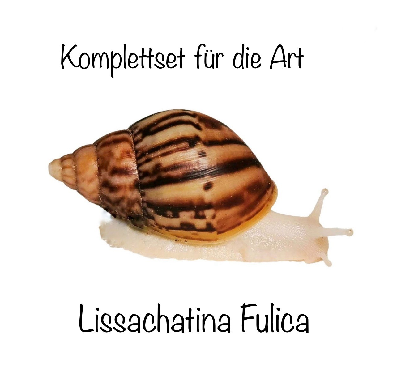 Komplettset für die Art Lissachatina Fulica Terrarienhaltung