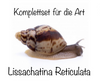 Komplettset für die Art Lissachatina Reticulata Terrarienhaltung