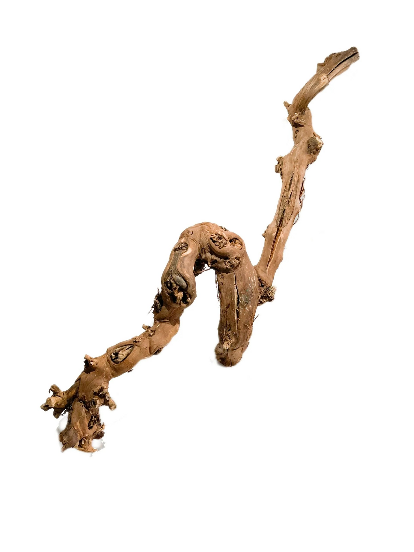 Rebholz 16cm