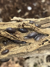 Porcellio Laevis Asseln Schwarz