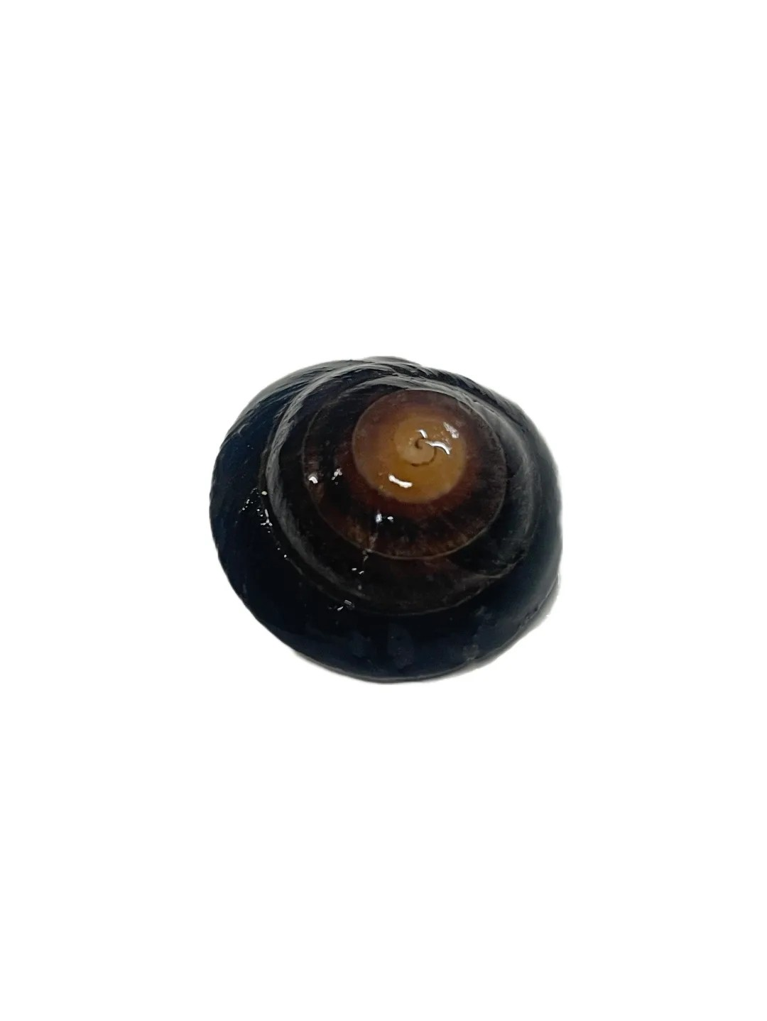 Caracolus sagemon Cuba stripe Dark