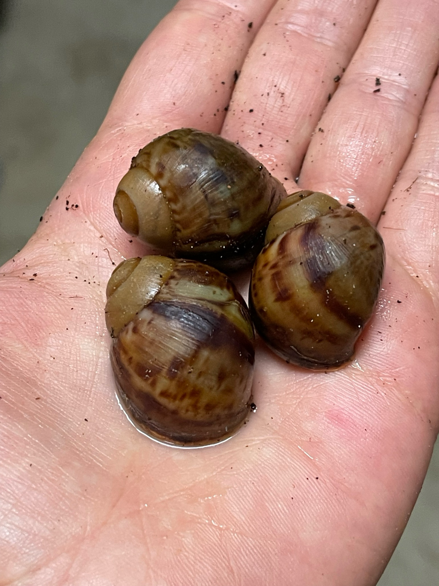Archachatina marginata ovum XXL 3-6cm Hauslänge