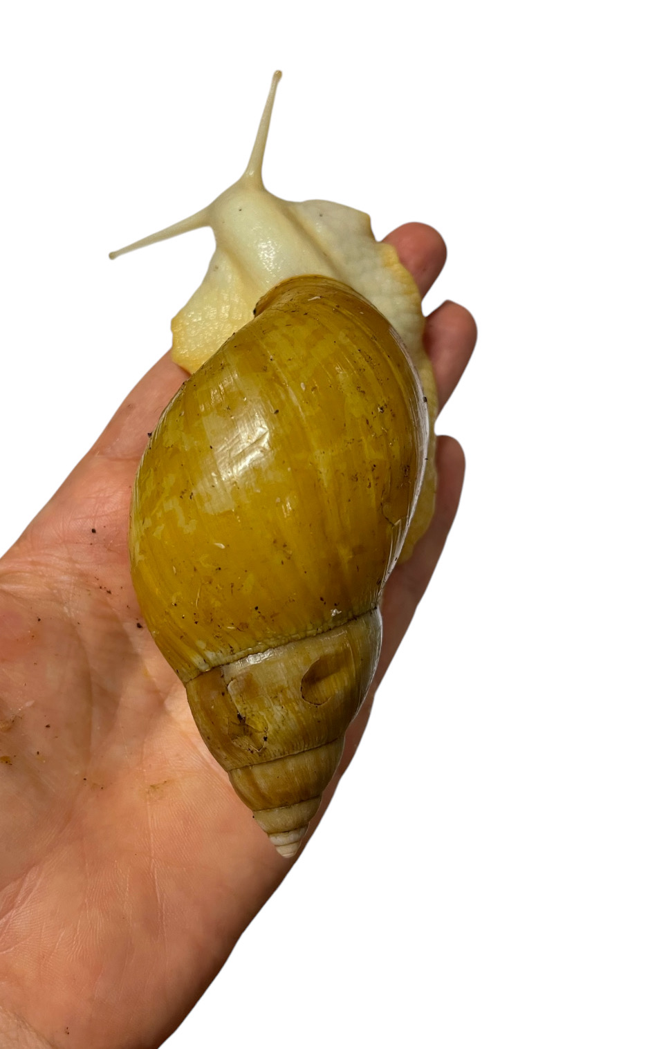 Lissachatina Fulica Vollalbino 10-13cm Hauslänge
