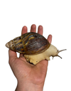 Archachatina marginata ovum Acromelanic 10cm+ Hauslänge