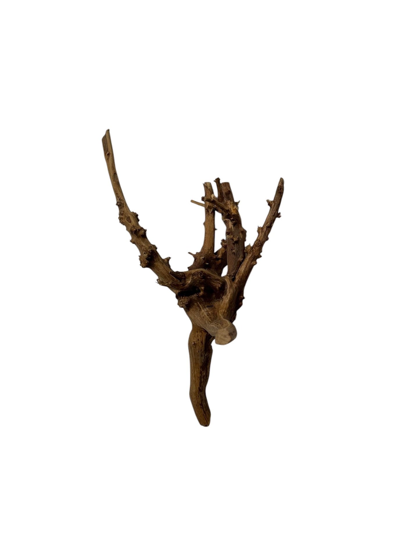 Wurzel 10cm