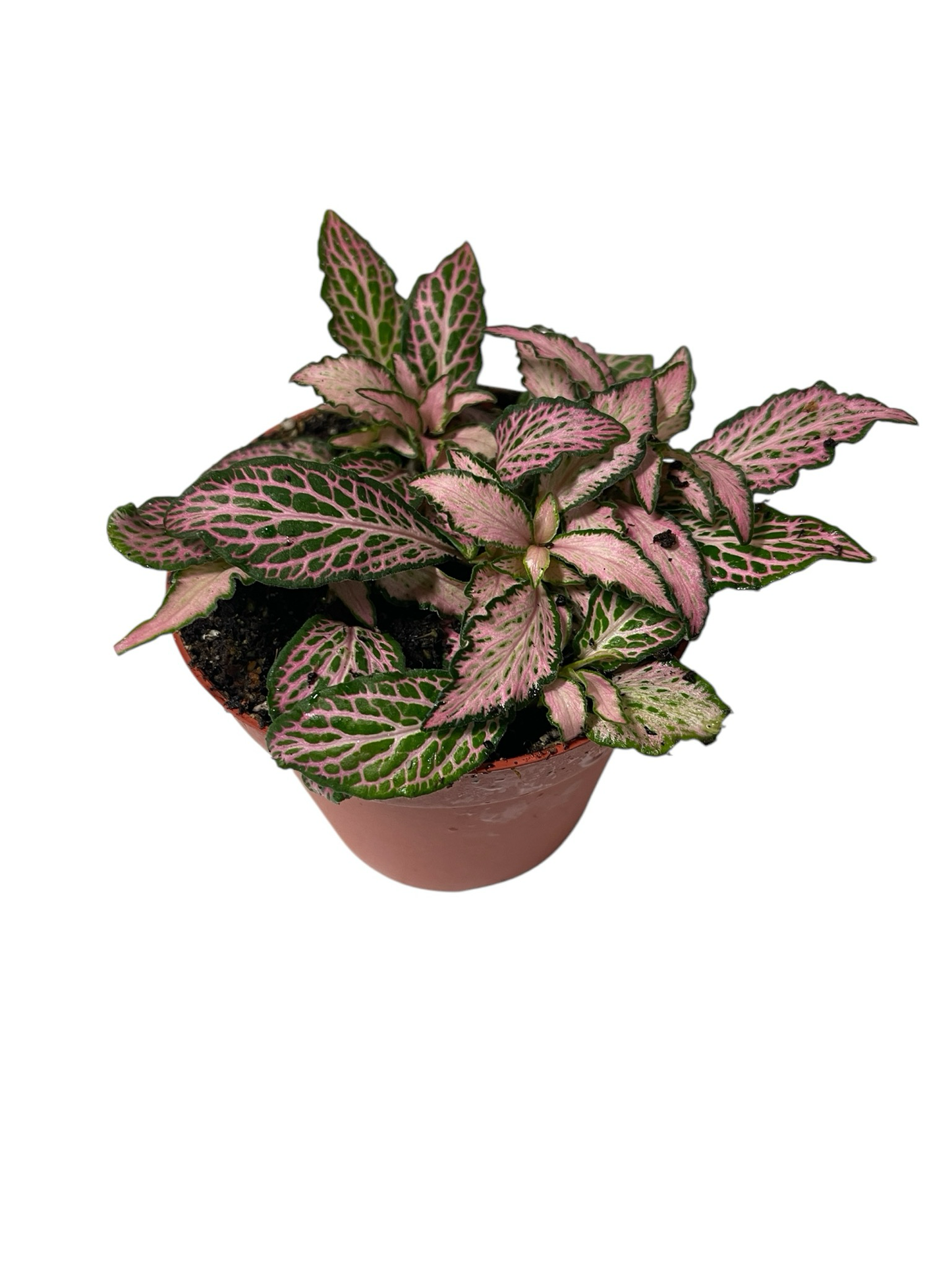 Mosaikpflanze “gelb/rosa“ 9cm Topf