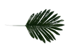 Palmen Blatt 25cm