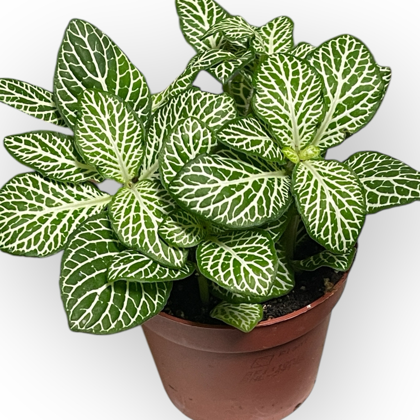 Mosaikpflanze “Silber” 9cm Topf