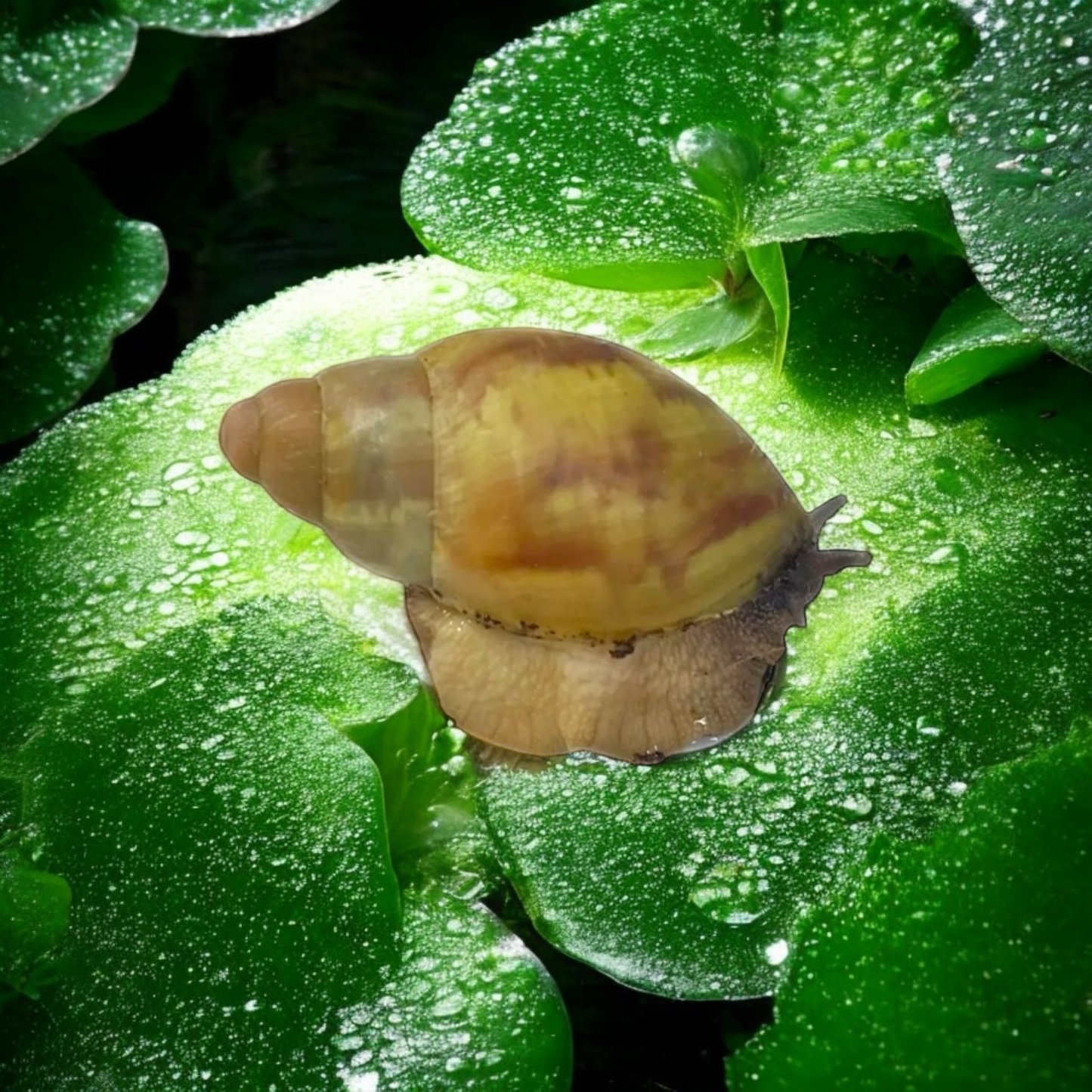 Arch. papyracea light stripes (auch bekannt als porphyrostoma)