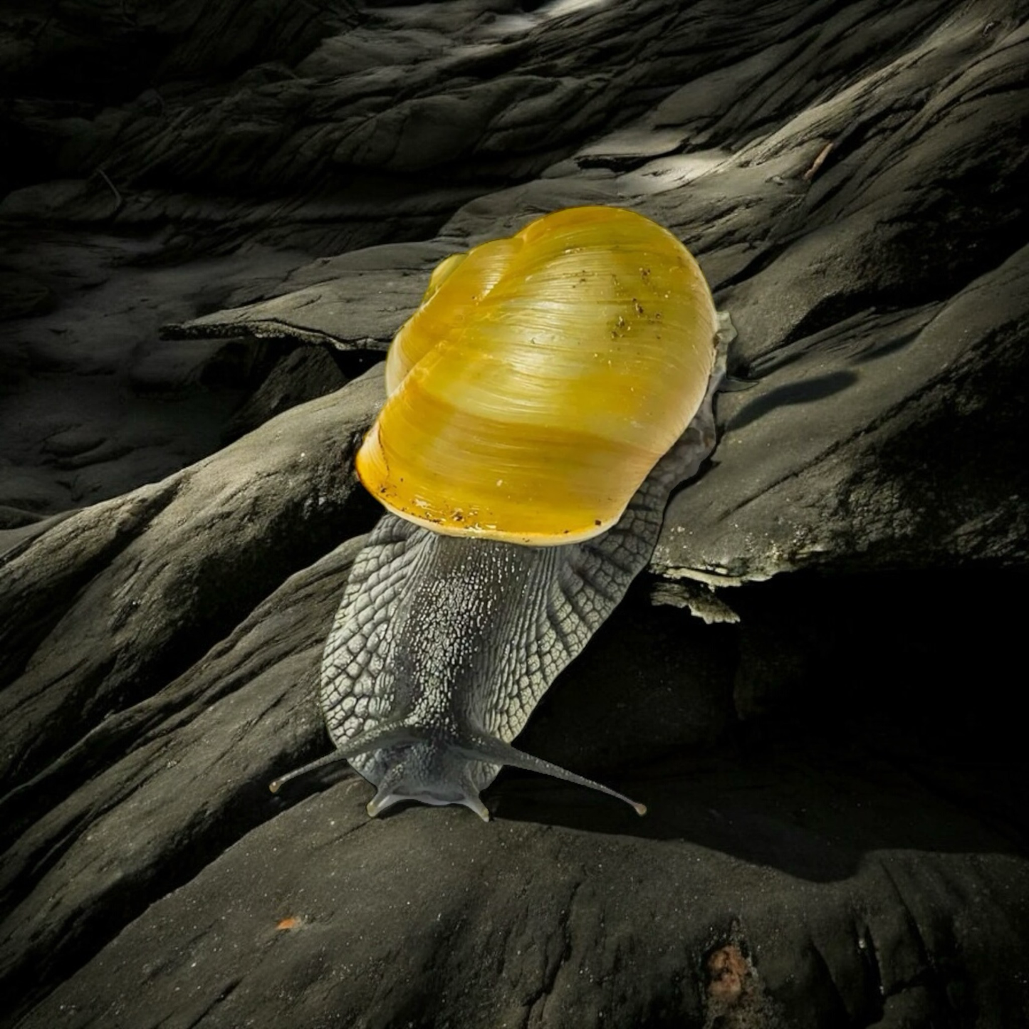 Zachrysia guanensis