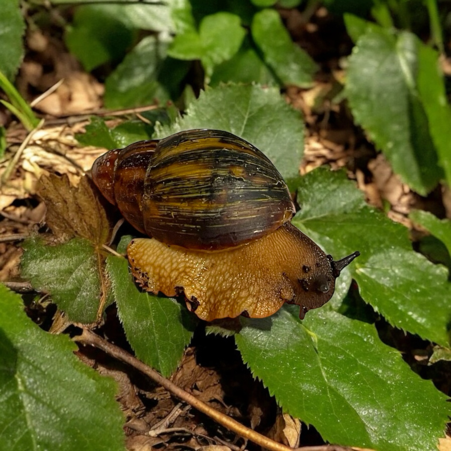 Archachatina marginata egregia