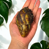Archachatina marginata ovum Wildfarben 6-10cm Hauslänge