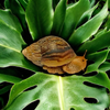 Lissachatina Immaculata Immaculata 4 - 5 cm