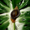 Lissachatina Immaculata Immaculata 6 cm