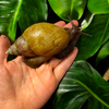 Lissachatina fulica hamillei variante rodatzi 6-8 cm Hauslänge