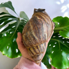 Archachatina marginata ovum XXL 13+ Hauslänge