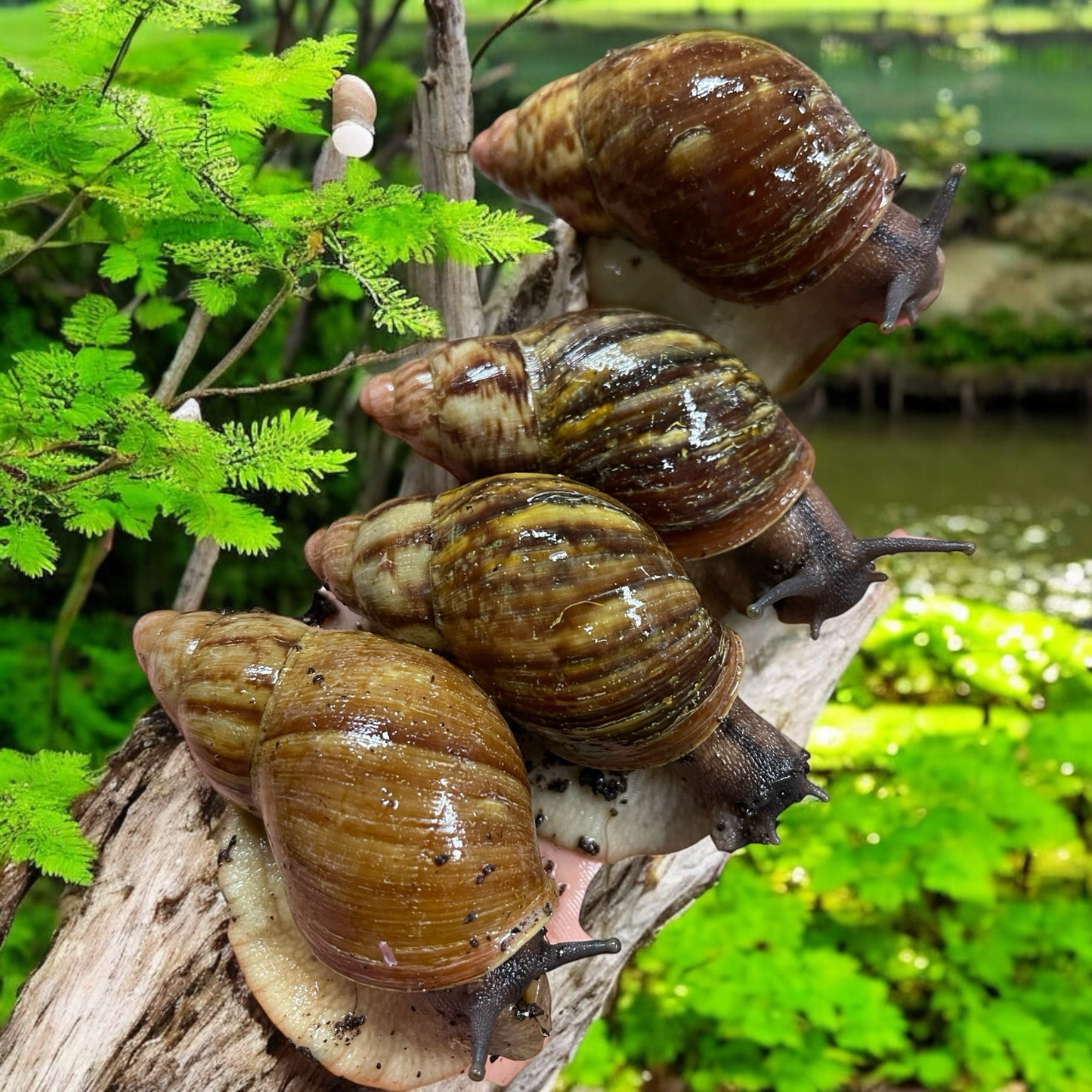 Archachatina Papyracea Wildfarben