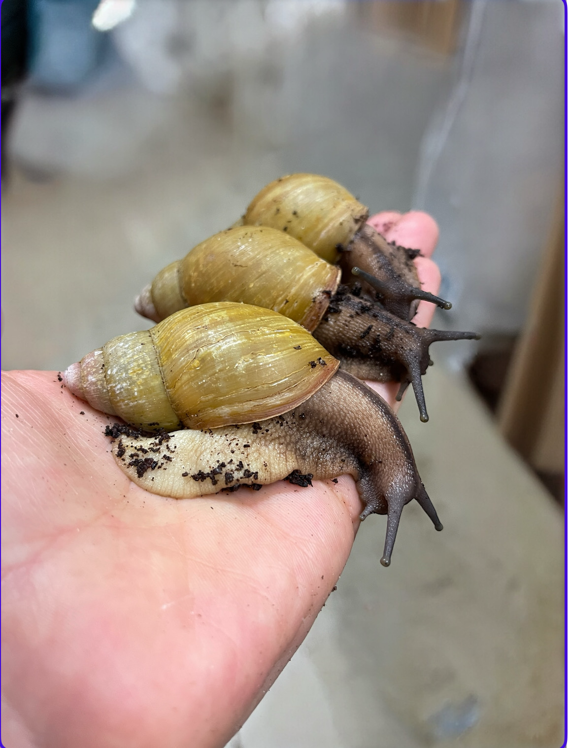 Archachatina Papyracea Albino Shell (bekannt als Porphyrostoma)