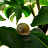 Grunzschnecke
