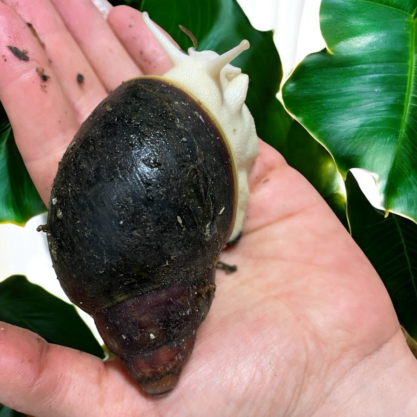Archachatina rhodostoma Albinobody 10cm Hauslänge