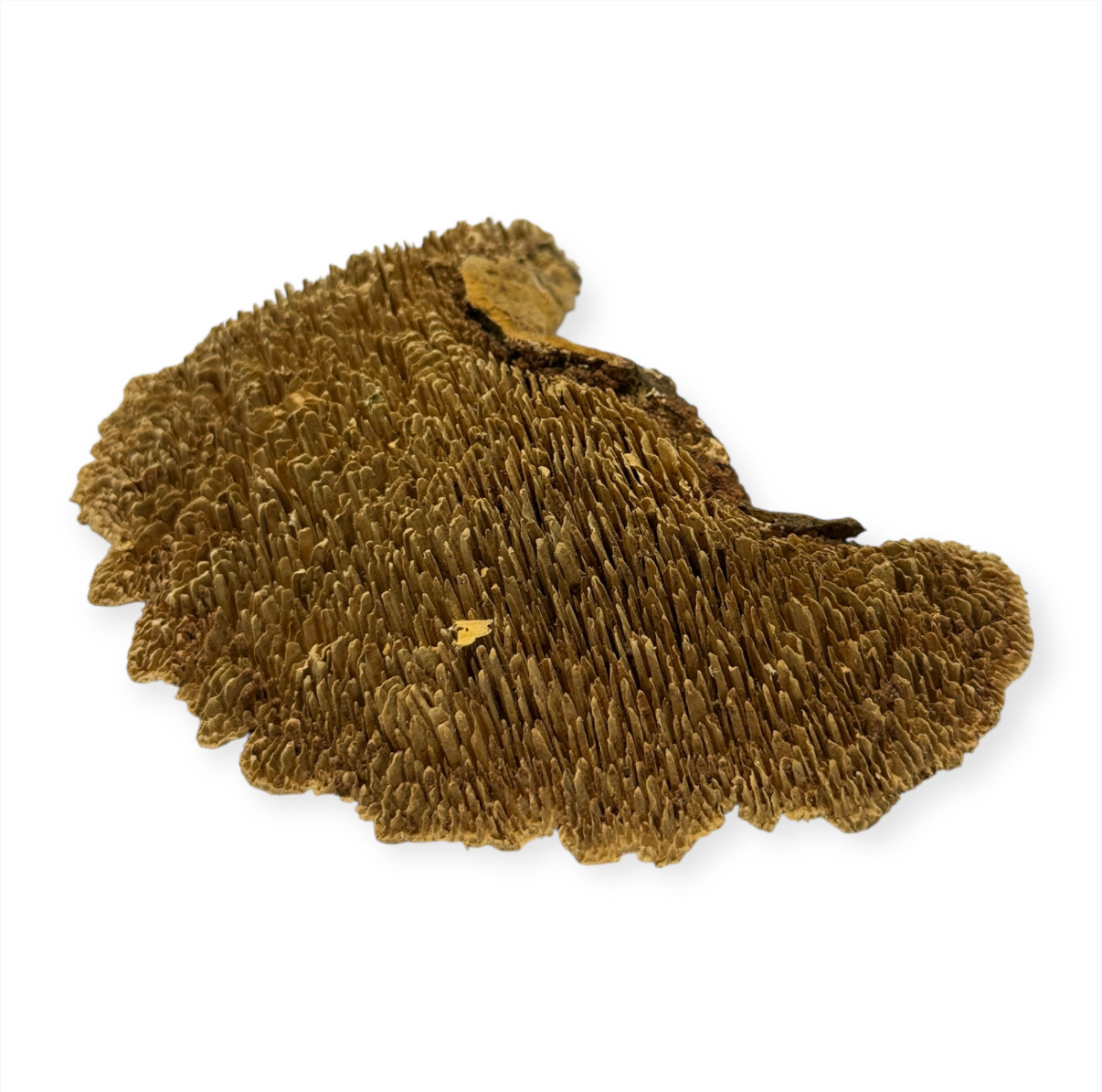 Baumpilz getrocknet