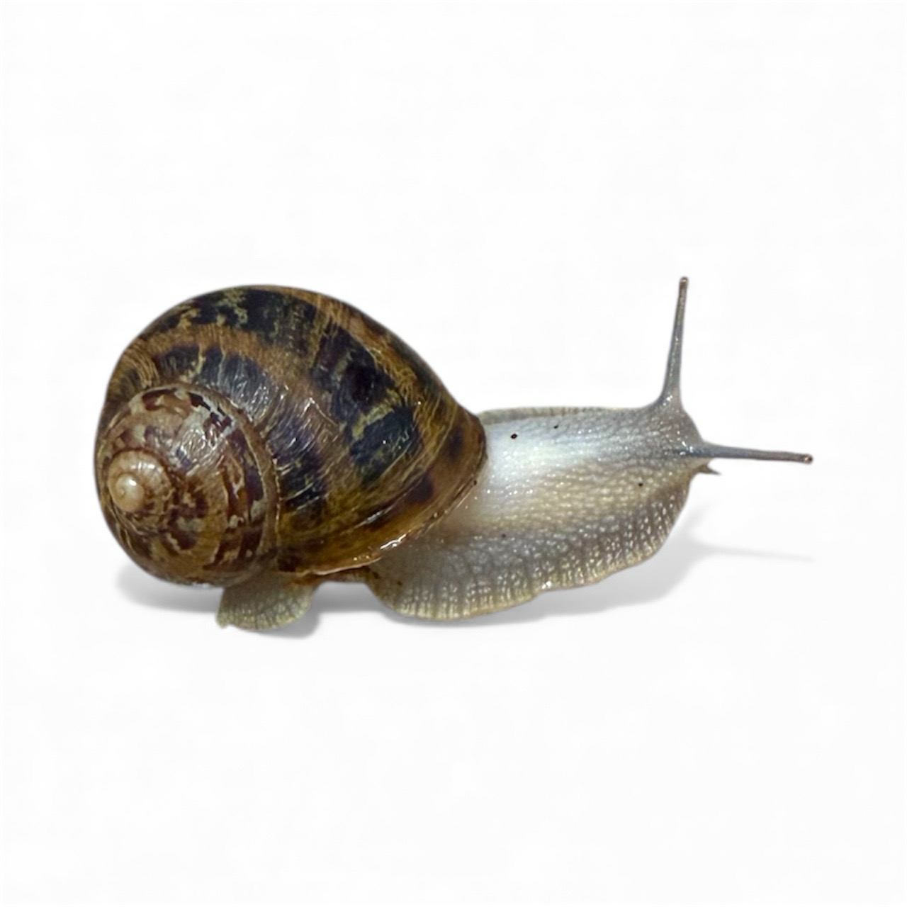 Cornu Aspersum (groß)