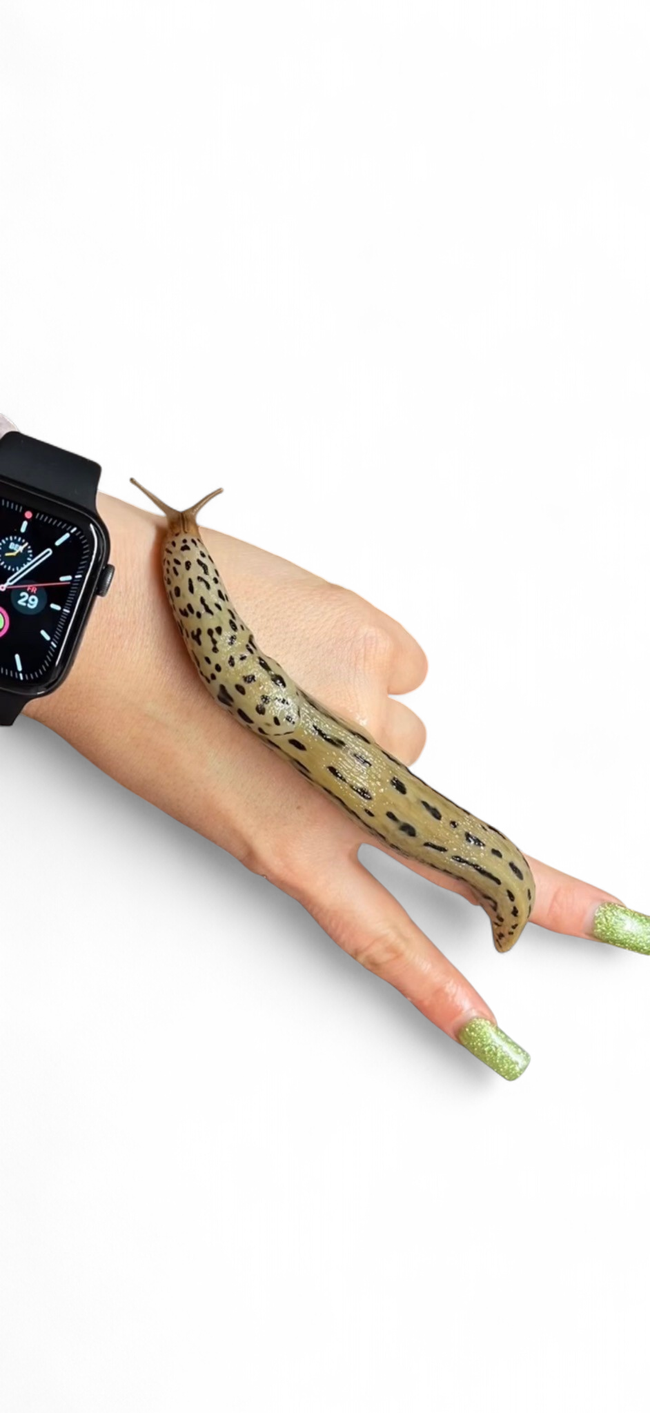 Tigerschnegel (Limax Maximus)