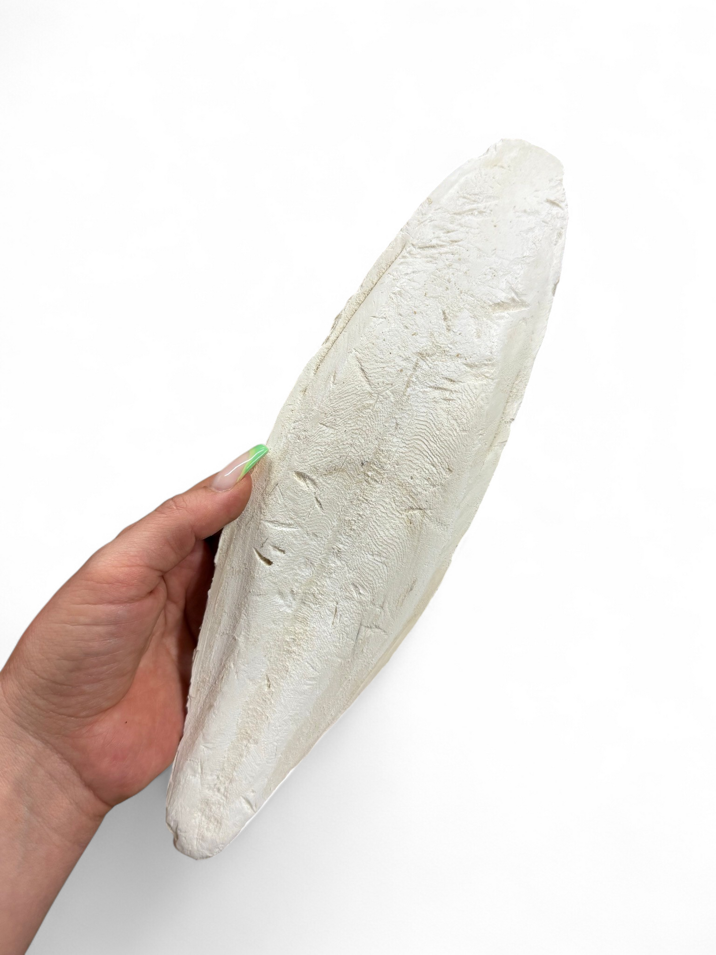 Sepiaschale XXL