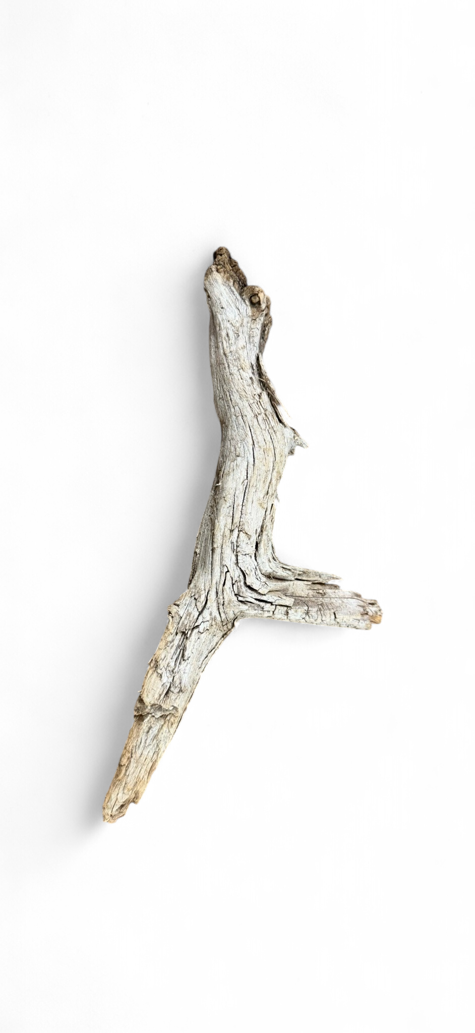 Treibholz Groß (ca. 35cm)