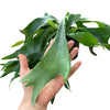 Geweihfarn, Platycerium bifurcatum 20cm