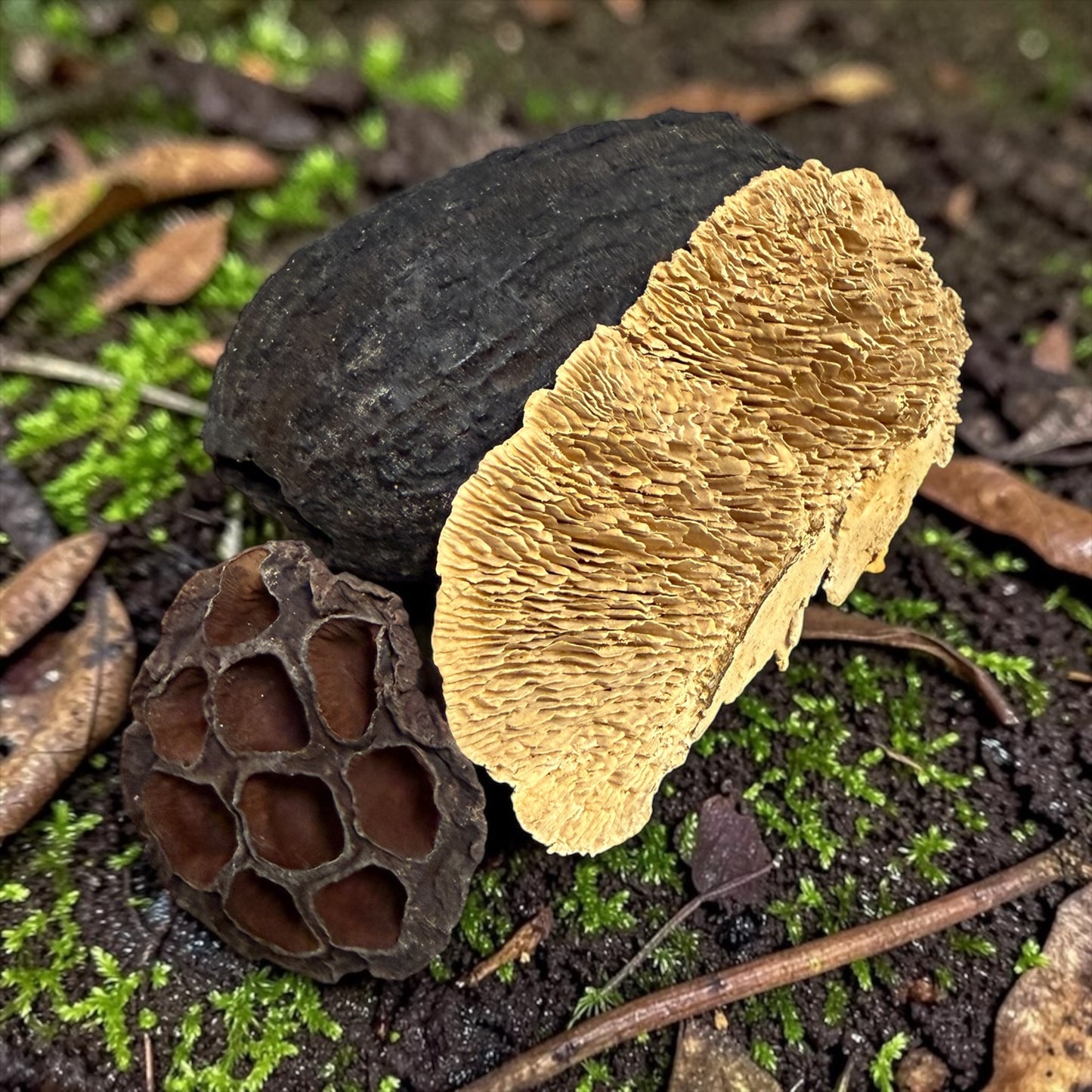 Assel Versteck Set aus Naturmaterialien | Isopoden Höhle | Lotuskapsel, Baumpilz & Kakaofrucht | Terrarium Deko
