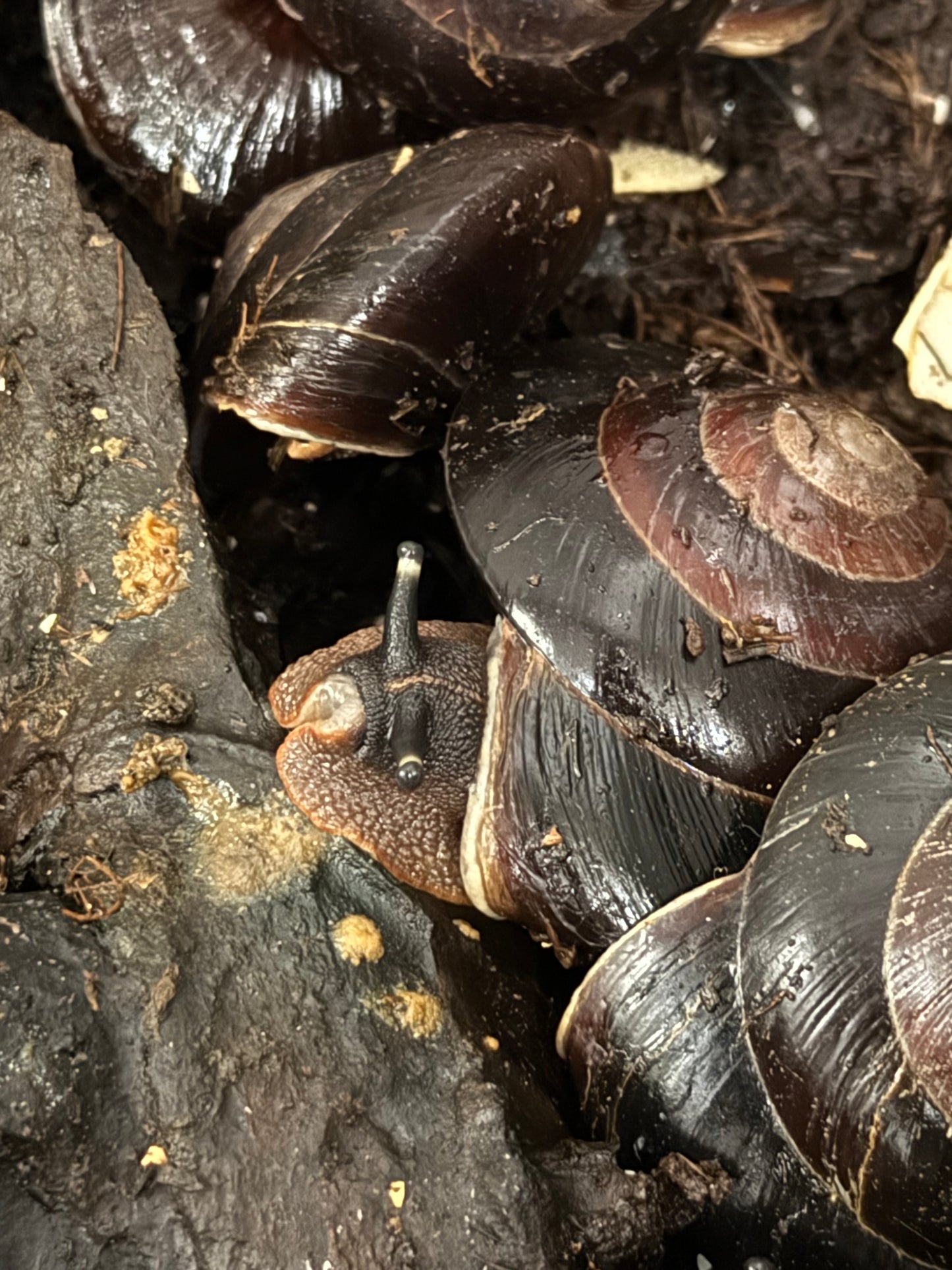 Caracolus excellens Dominican Republic adult