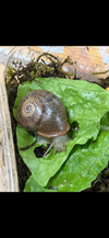 Spanische Feldschnecke (otala punctata)