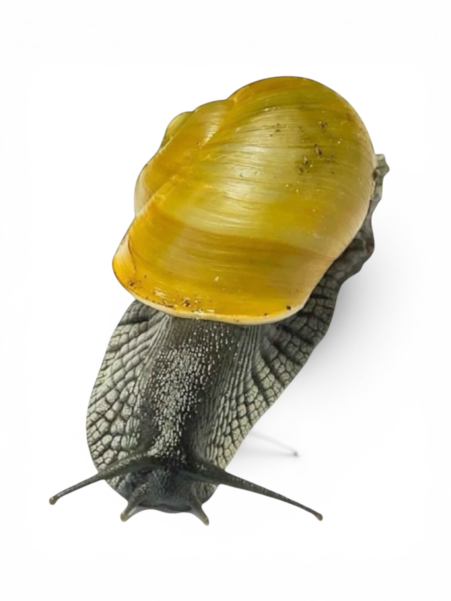 Zachrysia guanensis