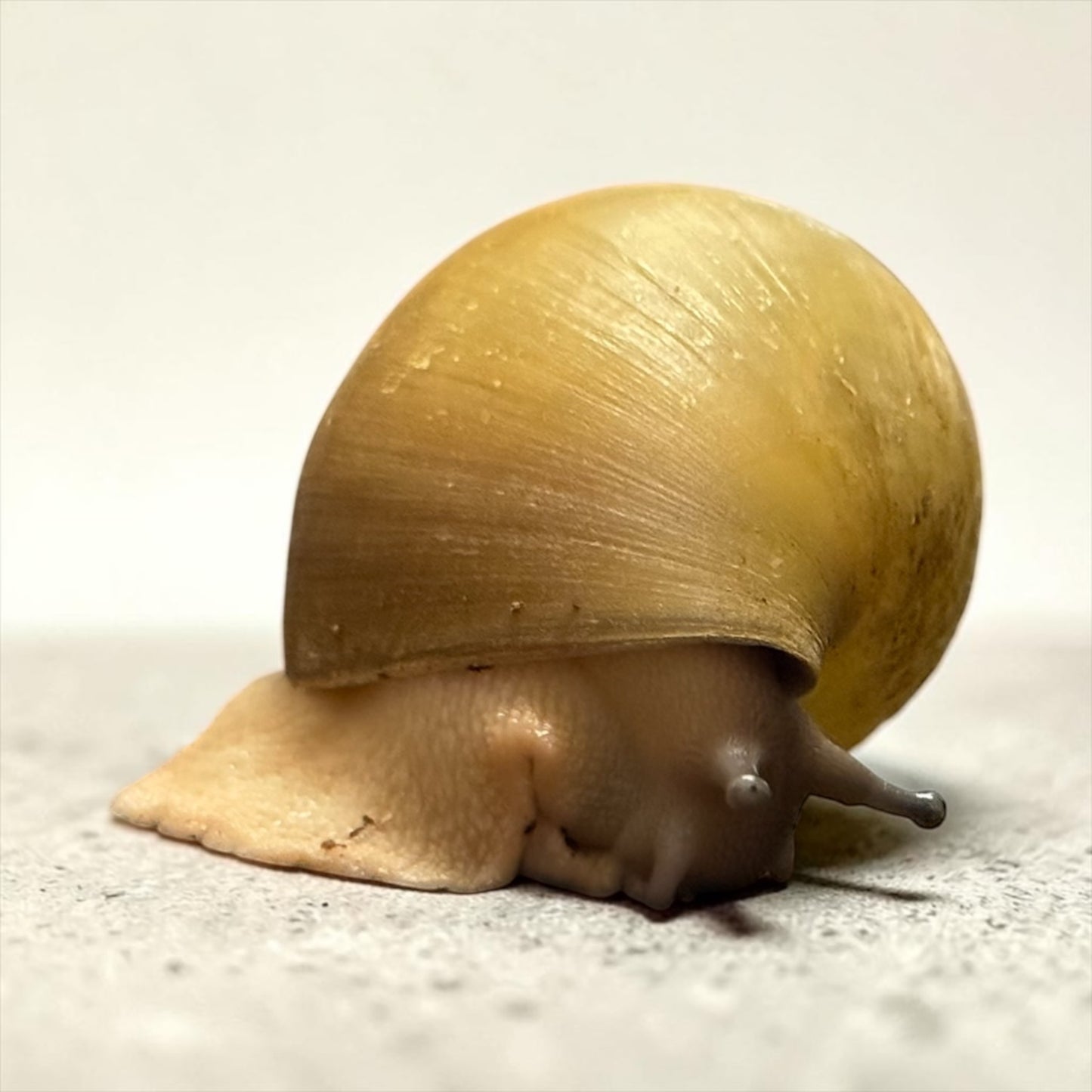 Archachatina marginata ovum albino Haus acromelanic