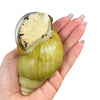 Archachatina marginata ovum Vollalbino 10-12cm Hauslänge