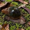 Archachatina rhodostoma 6-8cm Hauslänge