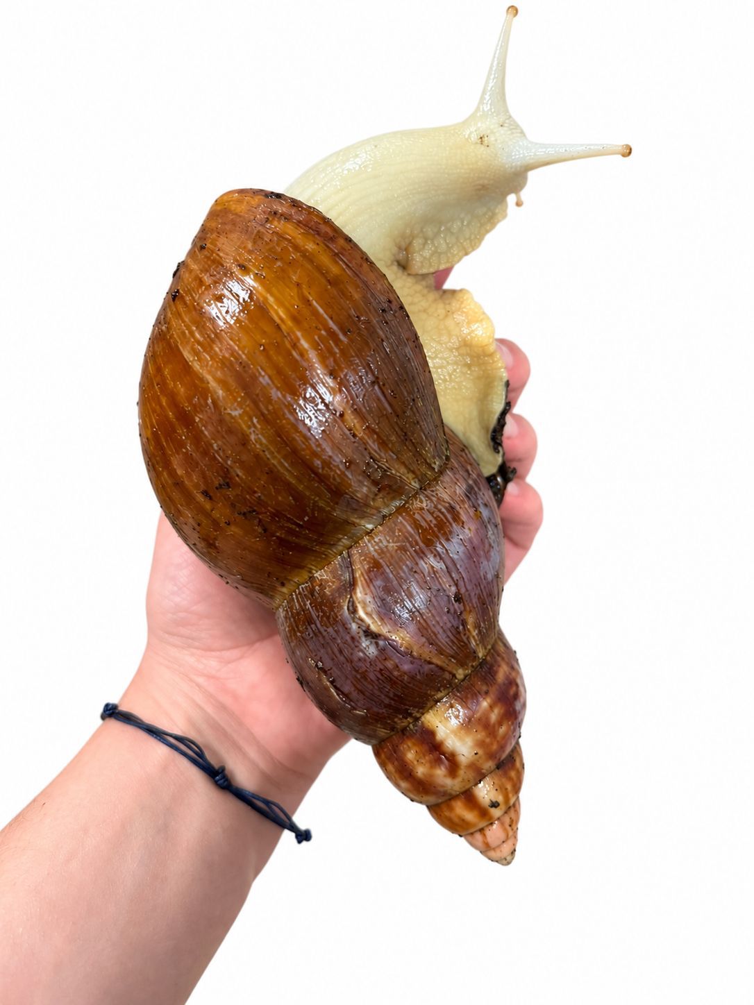 Lissachatina Fulica Albino Body “White Jade” 17cm+ Hauslänge
