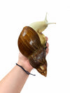 Lissachatina Fulica Albino Body “White Jade” 18cm+ Hauslänge