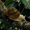 Archachatina Purpurea Albino Body 4-6cm Hauslänge